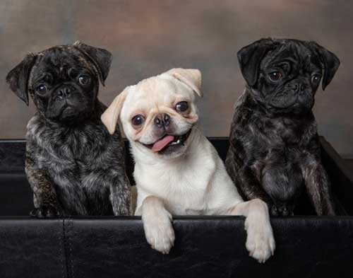 Pet Picture: Three pugs in a box