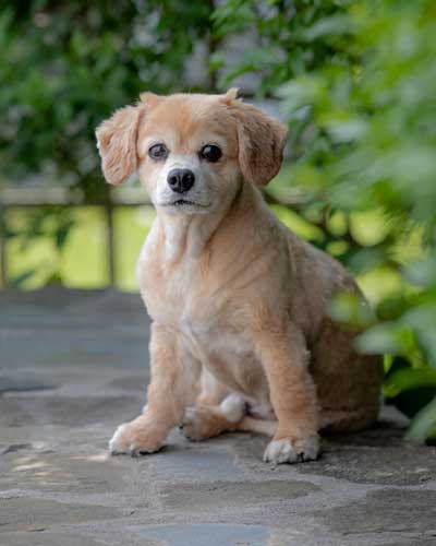 Pet Picture: Puppy on sidewalk