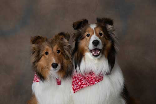 Pet Picture: Two collies with bandanas